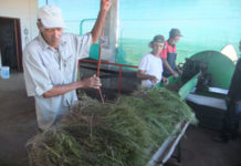 Portrait d’entreprise: Heiveld ou l’empowerment des exportateurs sud-africains de rooibos