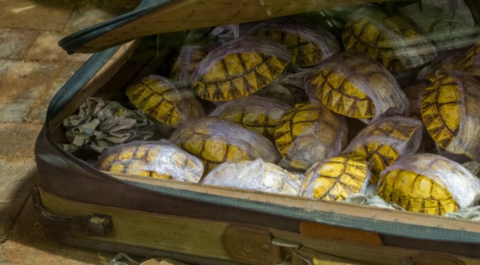 WWF France : Trafic d’espèces sauvages, quelle action possible des acteurs français du secteur de la logistique et du transport ?