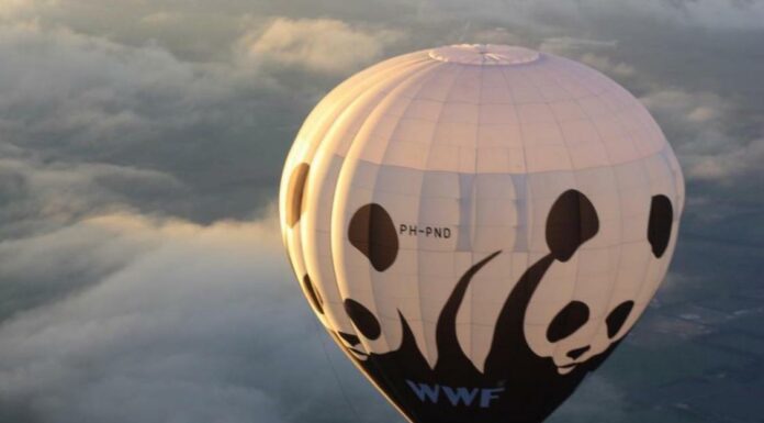 WWF France : Parce que les entreprises ont un rôle crucial dans la transition écologique, agissez à nos côtés !