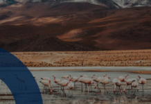 South Pole : Conservation de la biodiversité, tendances et perspectives pour les entreprises en 2024