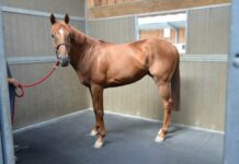 Bioret Cheval : Des solutions pour le bien-être équin !